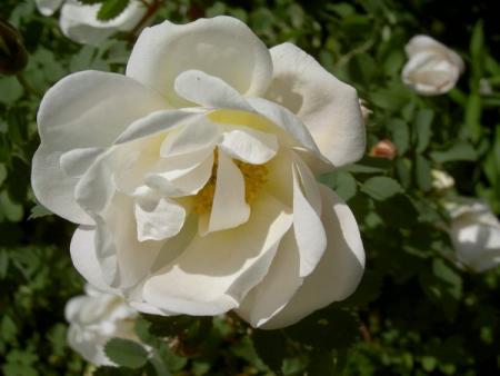 gallery_1453_12084.jpg