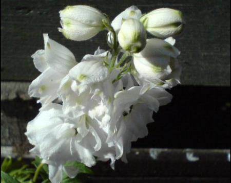 gallery_1453_21548.jpg