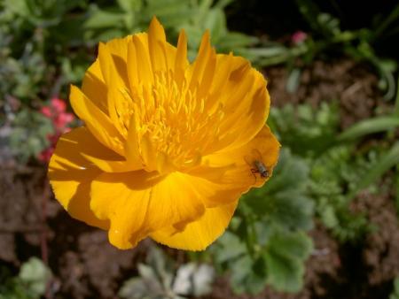gallery_1453_42036.jpg