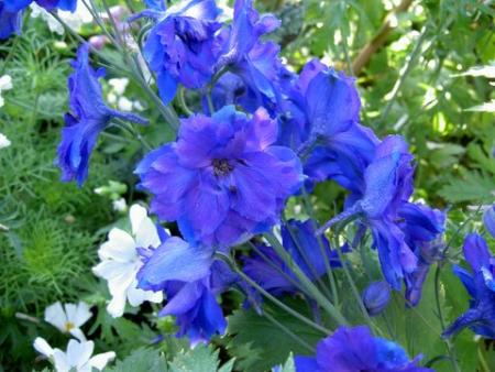 gallery_1453_47082.jpg