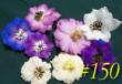 tn_gallery_1448_3724.jpg
