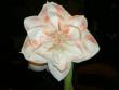 tn_gallery_1454_1241.jpg