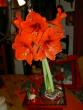 tn_gallery_1454_20416.jpg