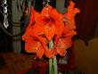 tn_gallery_1454_22146.jpg