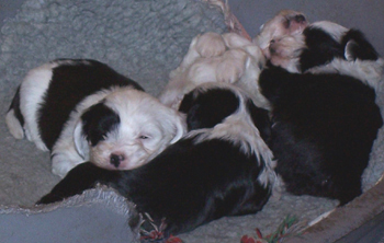 gallery_1457_56665.jpg
