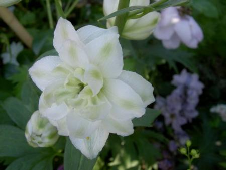 gallery_1453_13616.jpg