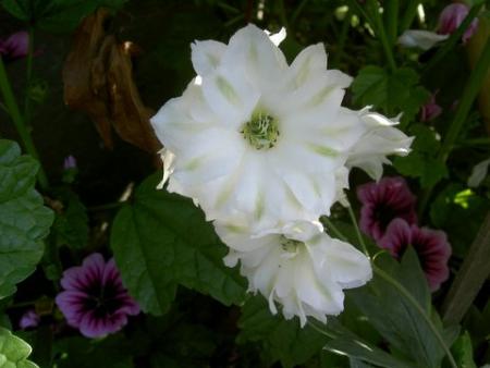 gallery_1453_15938.jpg