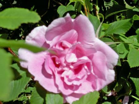 gallery_1453_22225.jpg