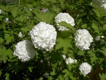 gallery_1453_26587.jpg