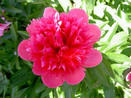 gallery_1453_29617.jpg