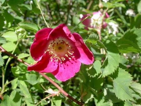 gallery_1453_62979.jpg
