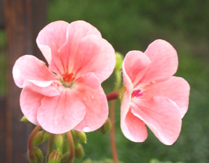 gallery_1456_10066.jpg