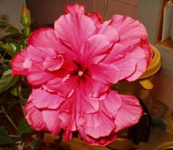 gallery_1456_10287.jpg