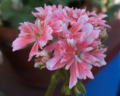 gallery_1456_13166.jpg