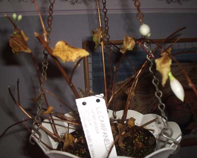 gallery_1456_13368.jpg