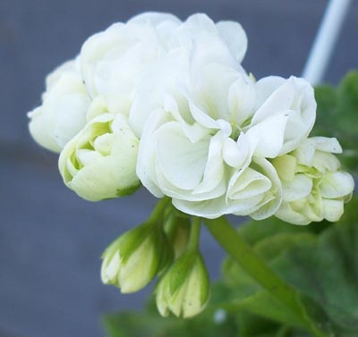gallery_1456_15741.jpg