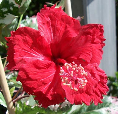 gallery_1456_18614.jpg