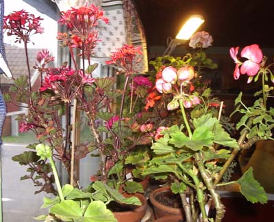 gallery_1456_19359.jpg