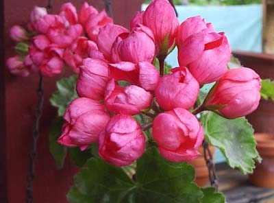 gallery_1456_2698.jpg