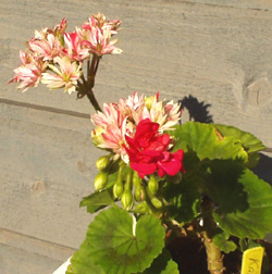 gallery_1456_28989.jpg