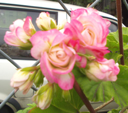 gallery_1456_38887.jpg