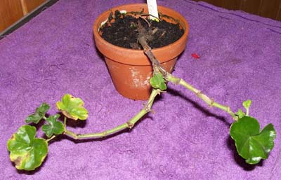 gallery_1456_3927.jpg