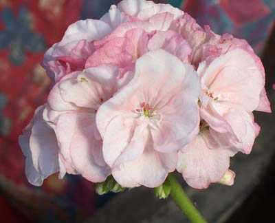 gallery_1456_4494.jpg