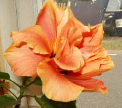 gallery_1456_7315.jpg