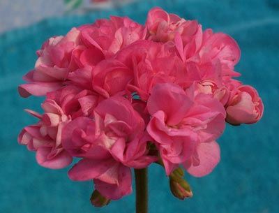 gallery_1456_9062.jpg