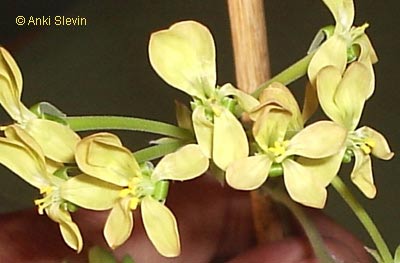 gallery_1456_9809.jpg