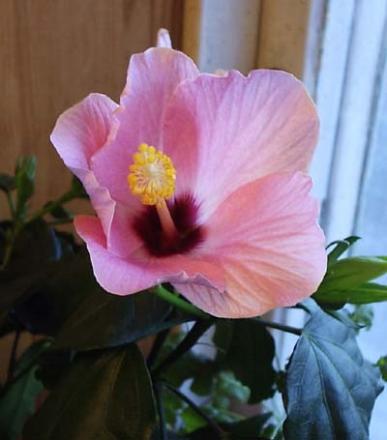 gallery_1456_12561.jpg