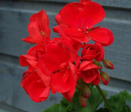 gallery_1456_3878.jpg