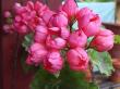 tn_gallery_1456_2698.jpg