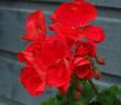 tn_gallery_1456_3878.jpg