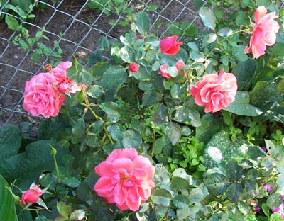 gallery_1455_25597.jpg