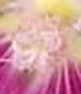 gallery_1455_369.jpg