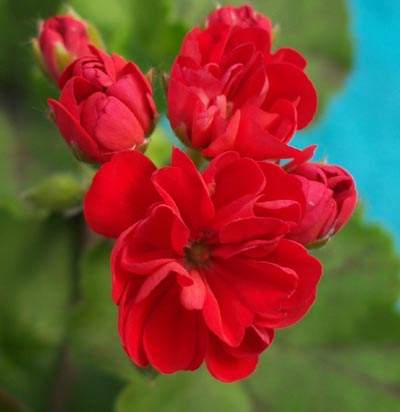 gallery_1456_13962.jpg