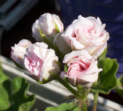 gallery_1456_15335.jpg