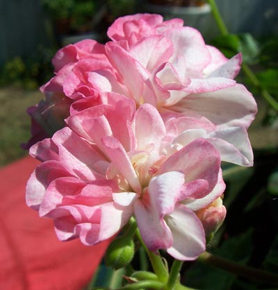 gallery_1456_25462.jpg