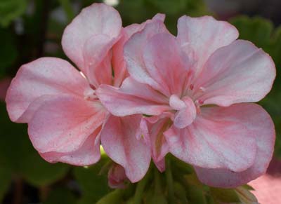 gallery_1456_9380.jpg