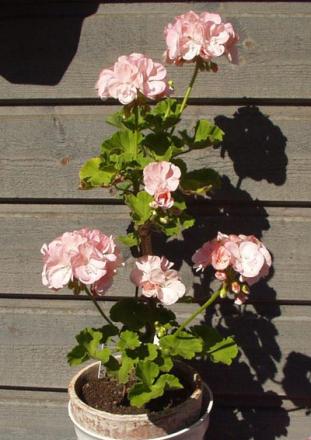 gallery_1456_20520.jpg