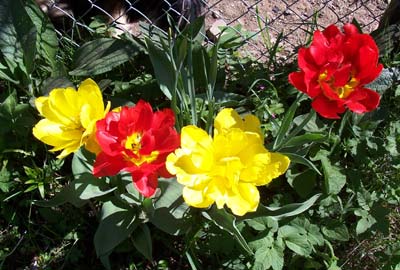 gallery_1455_11505.jpg