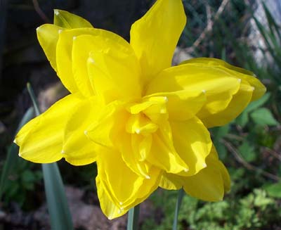 gallery_1455_11650.jpg