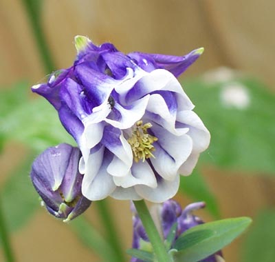 gallery_1455_12964.jpg