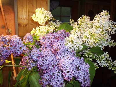 gallery_1455_13620.jpg