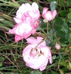gallery_1455_1667.jpg