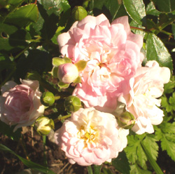 gallery_1455_17582.jpg