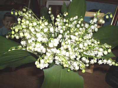 gallery_1455_20856.jpg
