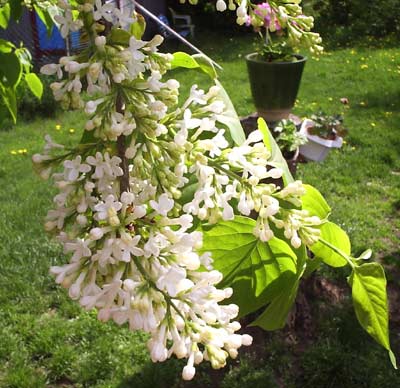 gallery_1455_23401.jpg