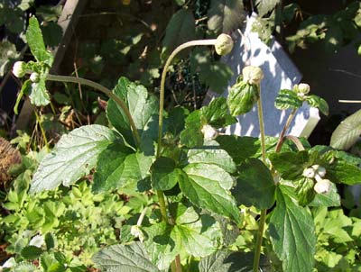 gallery_1455_30956.jpg